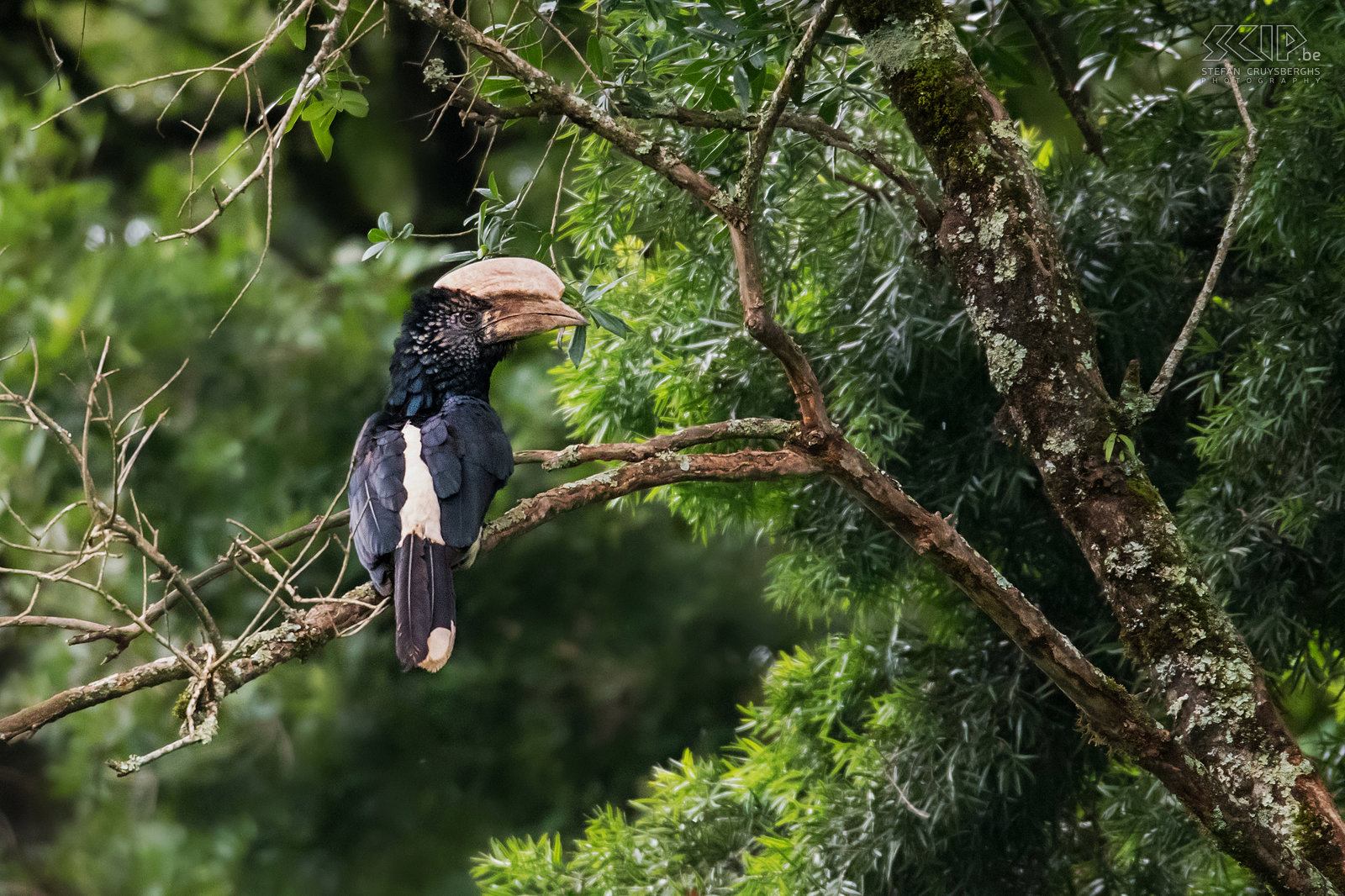 Bale Mountains - Harenna - Silvery cheecked hornbill The Silvery cheecked hornbill (Bycanistes brevis) is 75-80 cm long with a remarkably large beak and 'horn' on the upper beak. They live in tropical forests such as the Harenna forest. Stefan Cruysberghs